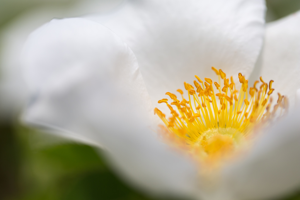 white & yellow