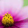 cosmos