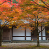 紅葉と白壁