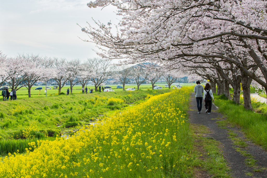 春の散歩道