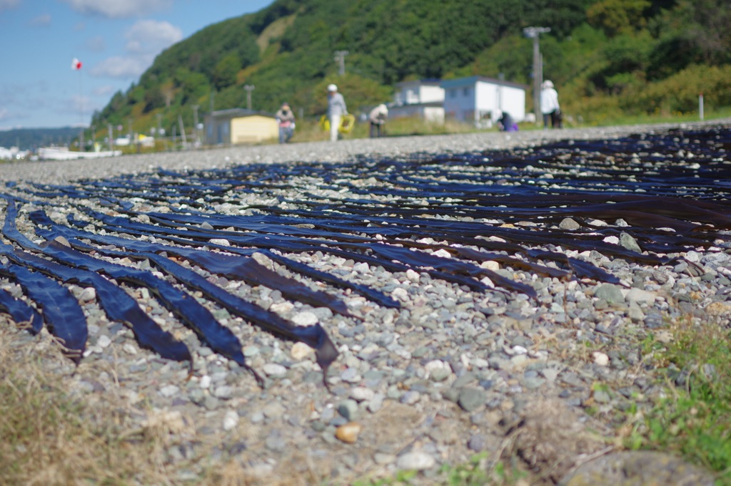 昆布干し