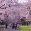 満開の桜の下では皆楽しげなのであります。