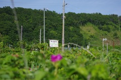 JR日高本線 清畠駅
