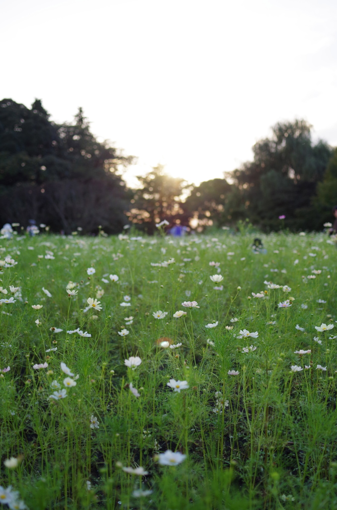 夕陽の中に
