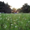 夕陽の中に