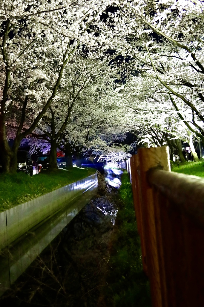 夜桜