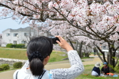 さくら