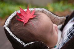 紅葉☆