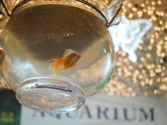 金魚とイルミネーション