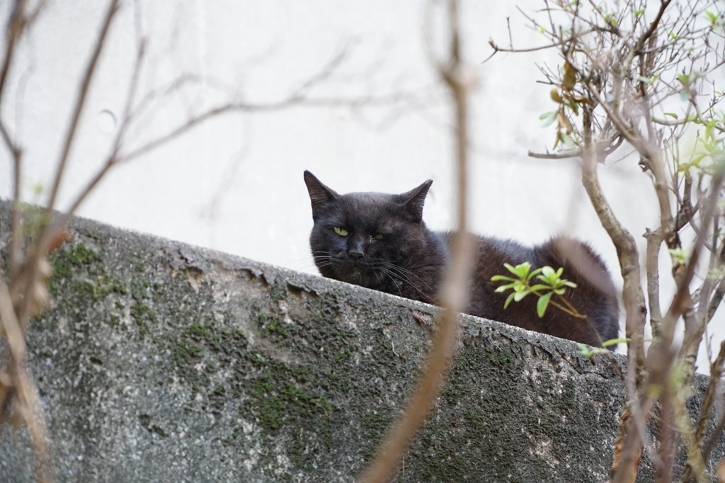 黒猫