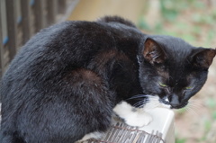 ねこ on the 室外機