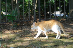 ねこ