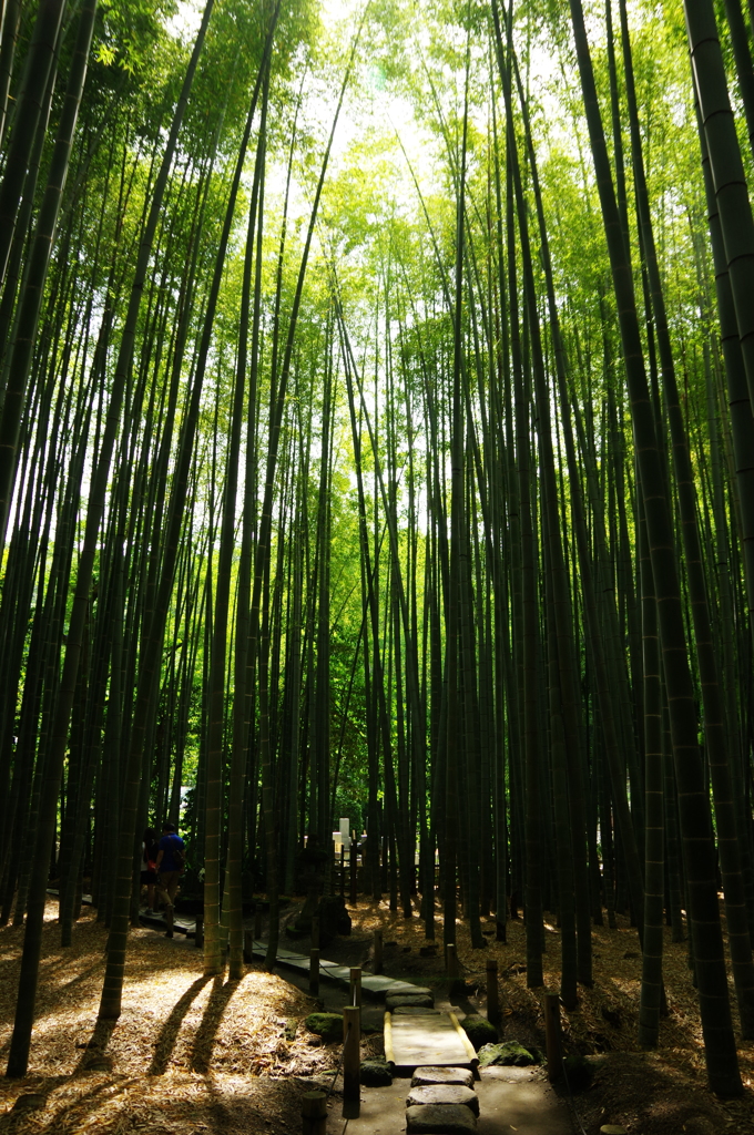 竹林　3