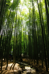 竹林　3
