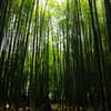 竹林　3