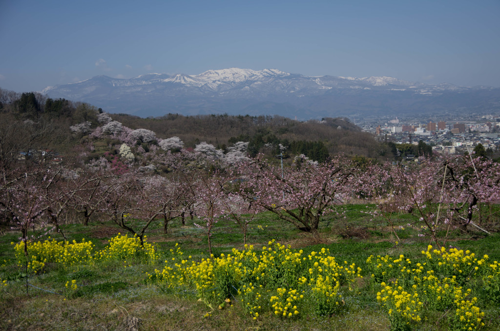 花見山