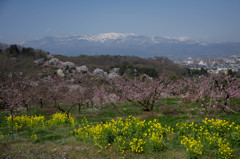 花見山