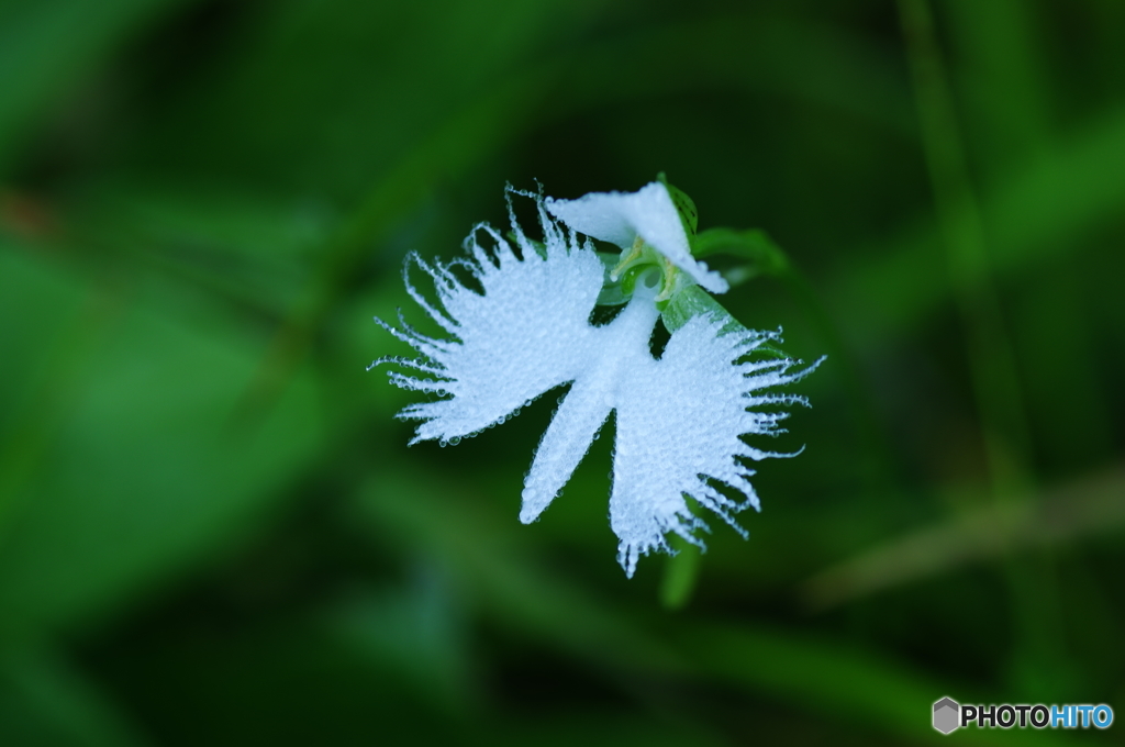 朝露を纏って・・