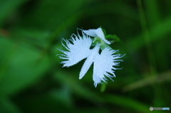 朝露を纏って・・