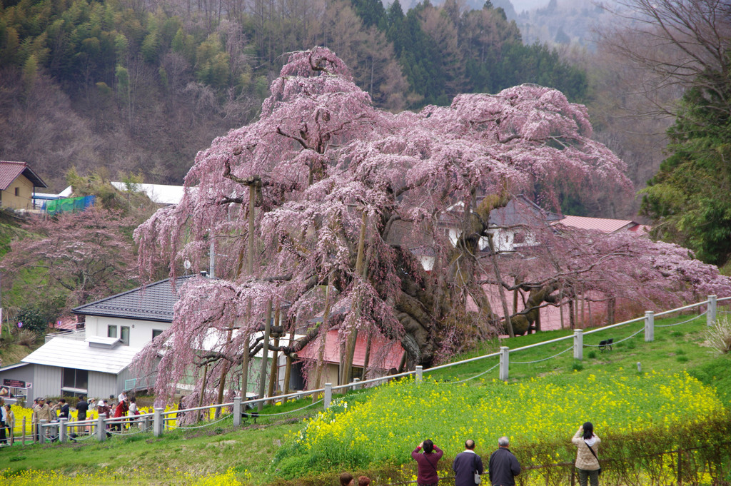 桜咲く。