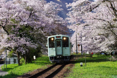 桜の駅２