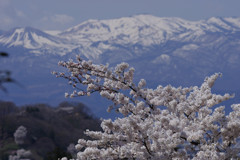 春来る。。