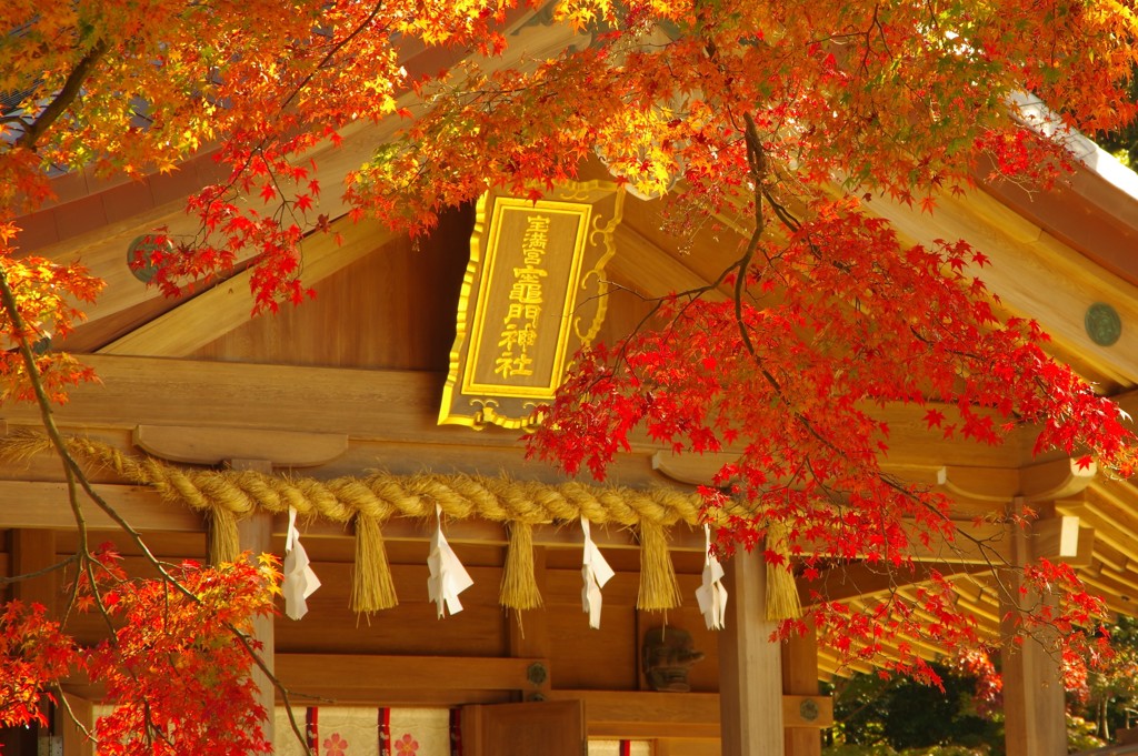 真新しい本殿にかかる紅葉