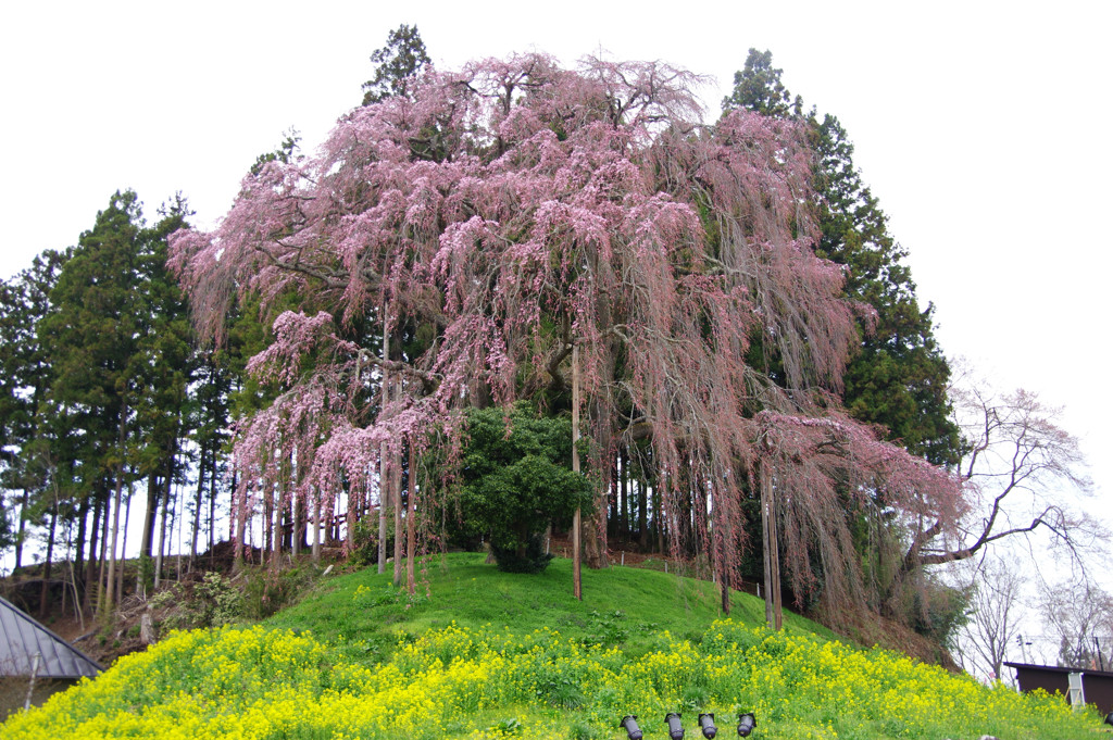 合戦場の桜