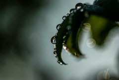 雨上がりの朝２