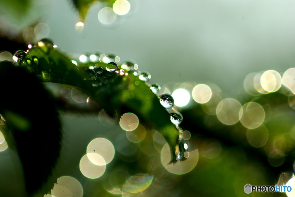 雨上がりの朝