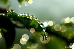 雨上がりの朝