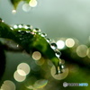 雨上がりの朝