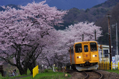 桜の駅