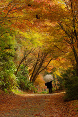秋の中を歩く