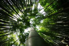 竹林　２