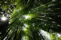 竹林　４
