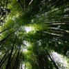 竹林　４