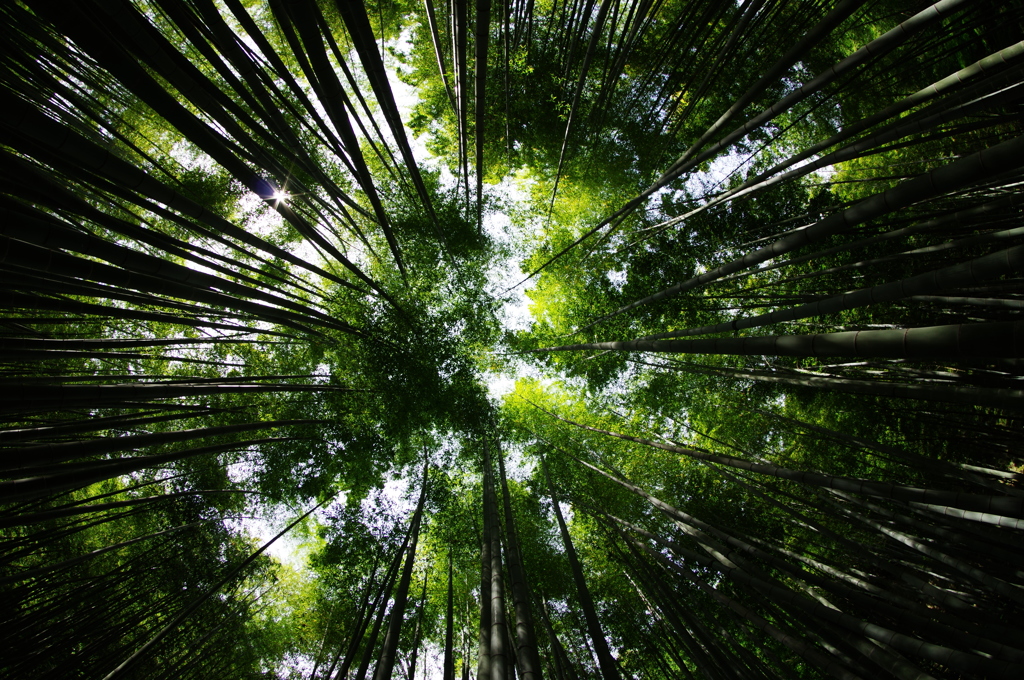 竹林　１