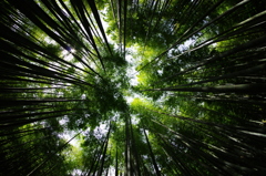 竹林　１