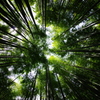 竹林　１