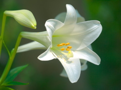 日比谷公園の百合