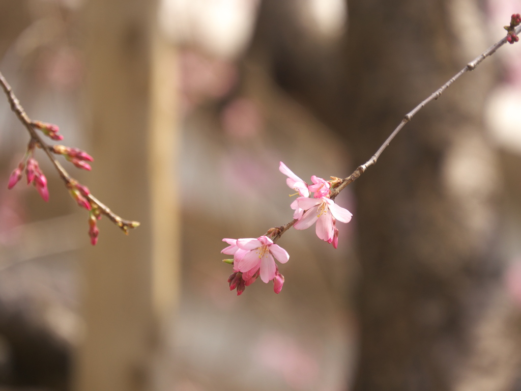 枝垂れ桜_2