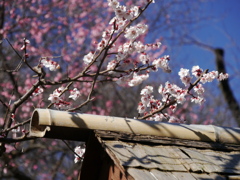 石神井公園の梅