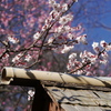 石神井公園の梅