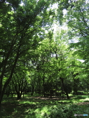 埼玉県営和光樹林公園1