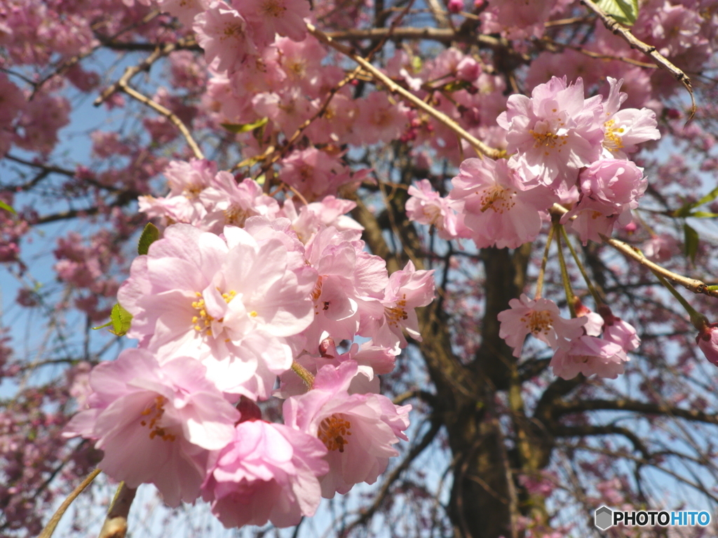 花畑公園の桜4