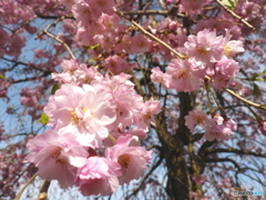 花畑公園の桜4