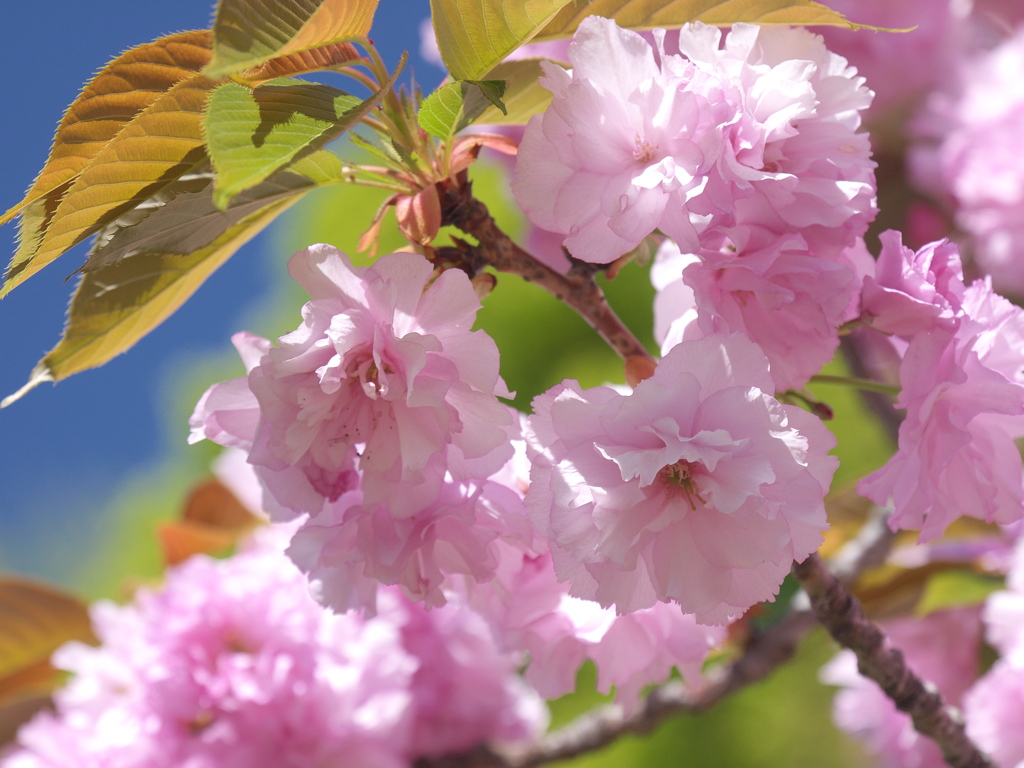 八重咲きの桜