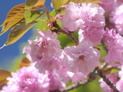 八重咲きの桜