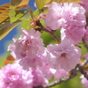 八重咲きの桜